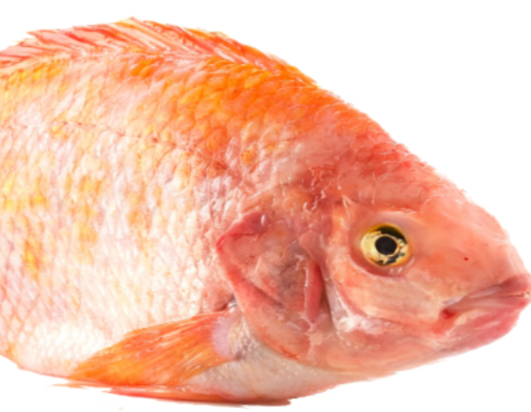 tilapia roja producto