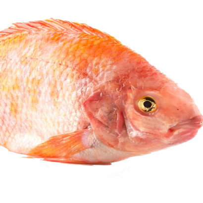 tilapia_roja